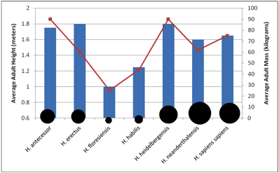 Graphics Interpretation Example 2 - Homo Species Data